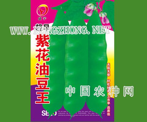 超早紫花油豆王